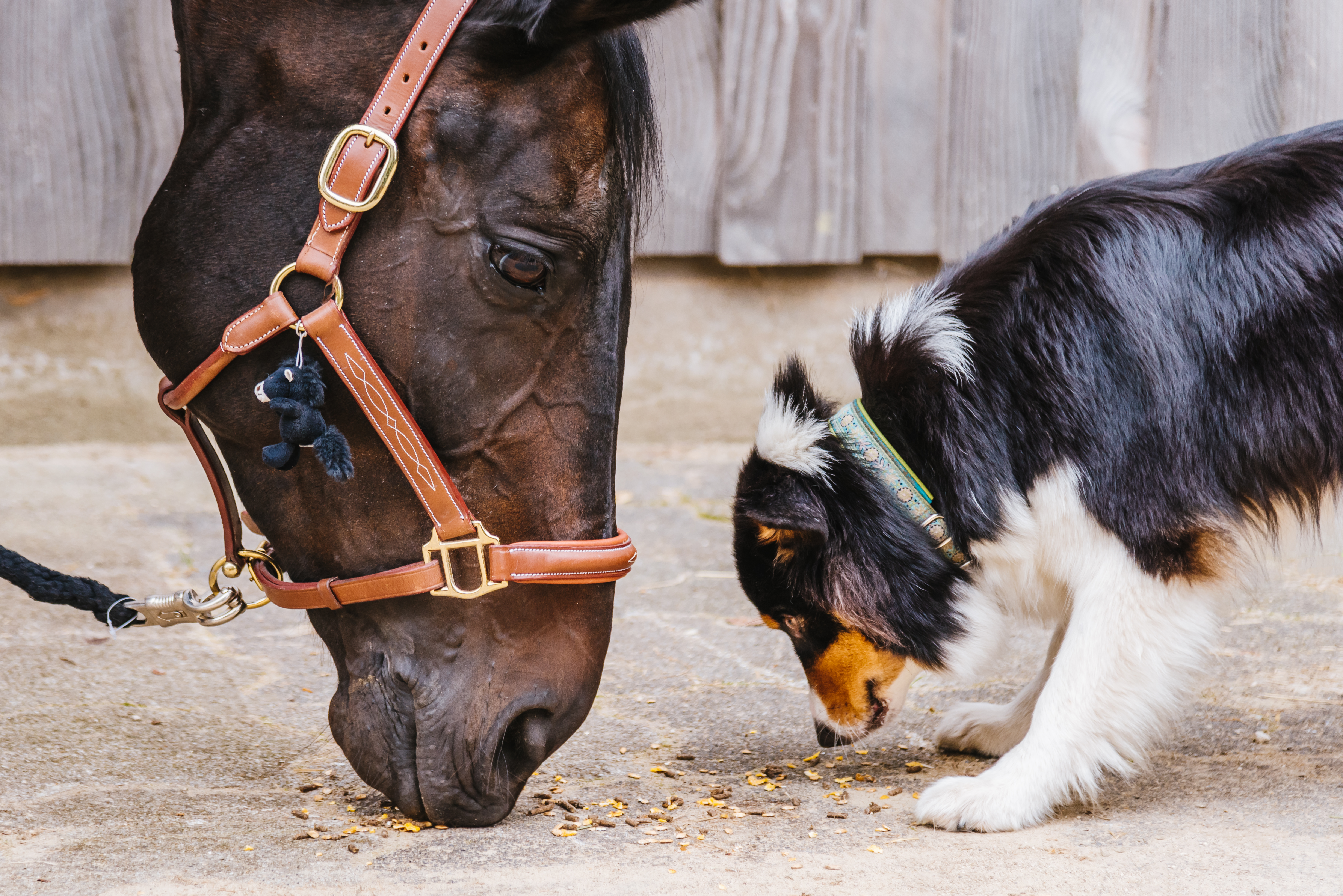 Beautiful dark brown horse and cute little border collie dog next to each other eating together from the ground.